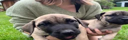Boerboel dogs for sale: 2 gorgeous Boerboel girls ready now!! - Advert 4