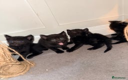 Mixed Breed cats for sale: 4 gorgeous black striped kittens - Image 2