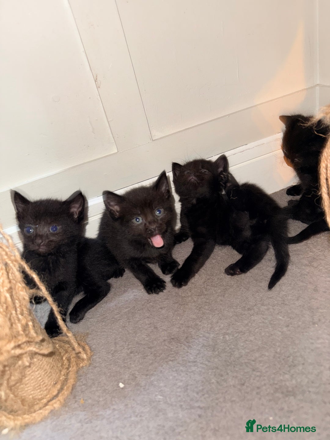 Mixed Breed cats for sale: 4 gorgeous black striped kittens - Image 2