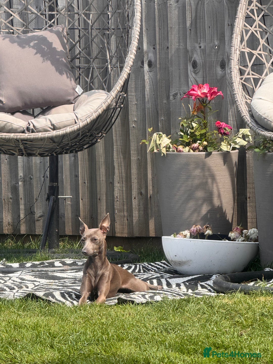 Italian Greyhound dogs for sale: Italian Greyhound 1.5 years old - Advert 2