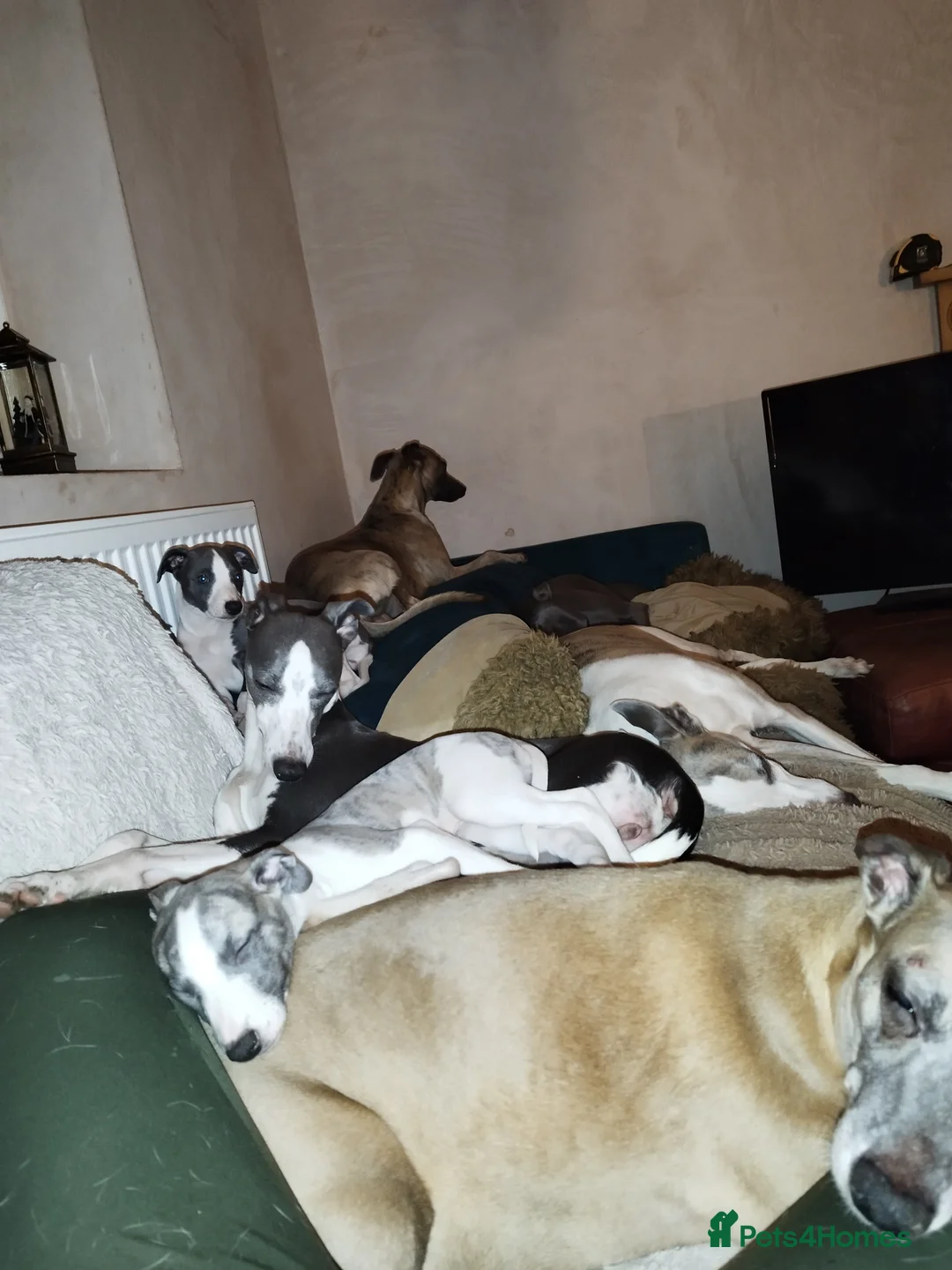 Whippet dogs for sale: Beautiful KC registered whippet puppies  - Advert 8