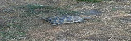 Tortoise reptiles for sale: 6 x spur thighed  1 x migrated - Advert 7