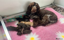 Cocker Spaniel dogs for sale: Stunning litter of show cocker spaniels  - Image 28