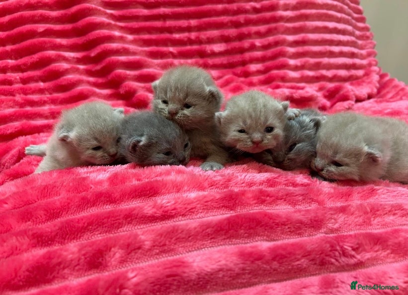 British Shorthair cats Stunning British shorthair kittens - Advert 1