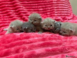 British Shorthair cats Stunning British shorthair kittens - Advert 8