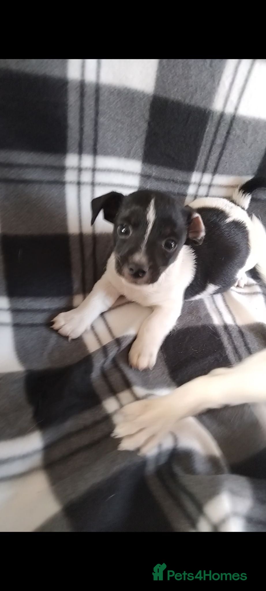 Jack Russell dogs Jack Russell Puppies - Advert 1