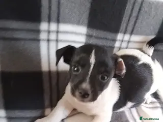 Jack Russell dogs Jack Russell Puppies - Advert 1