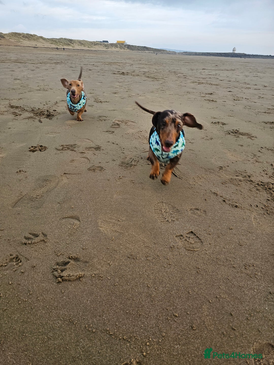 Miniature Dachshund dogs for sale: 2 Minature Dachshund - Image 4