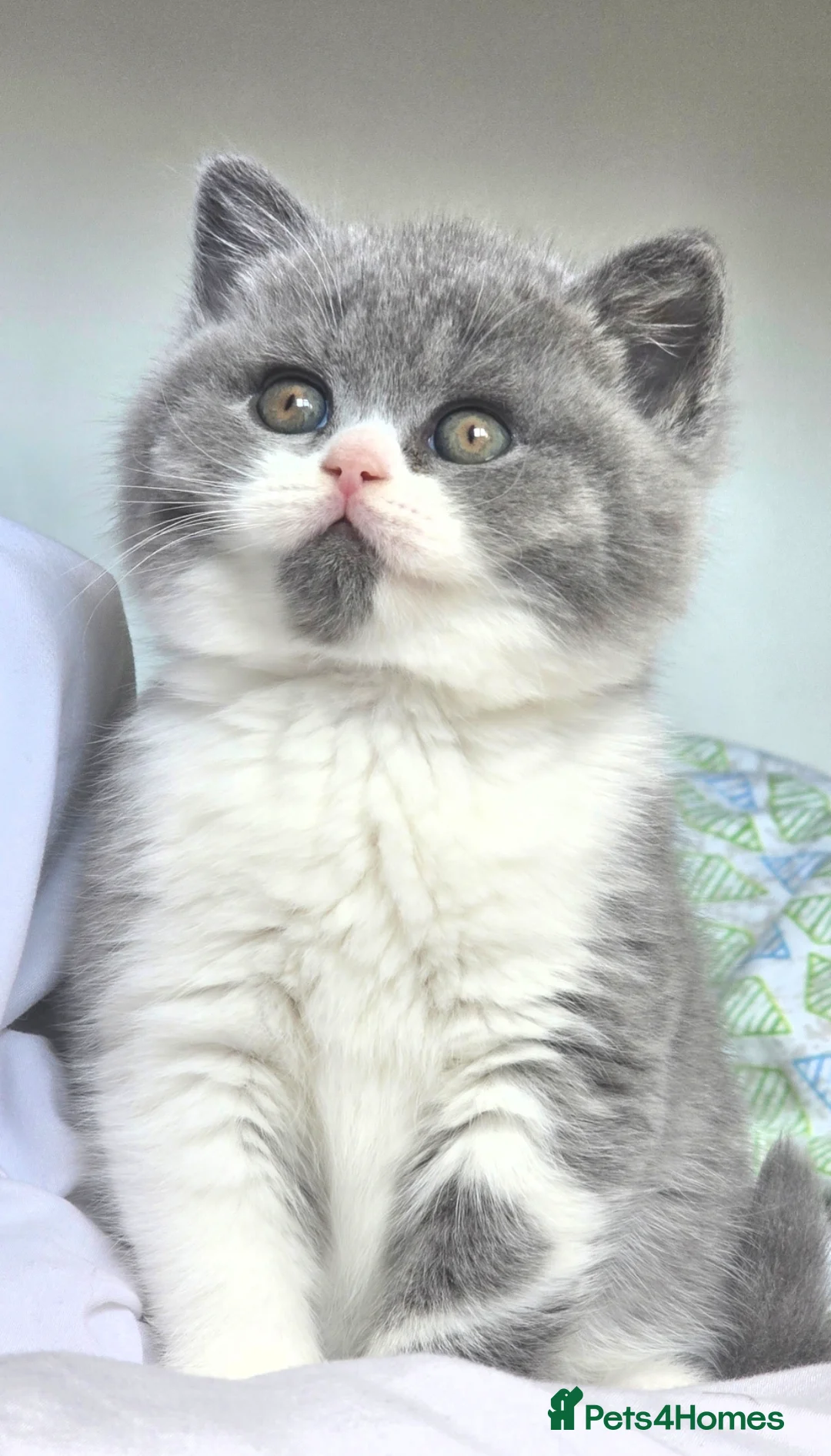 British Shorthair cats for sale: 🏆 TICA Reg British Shorthair Female - Advert 2