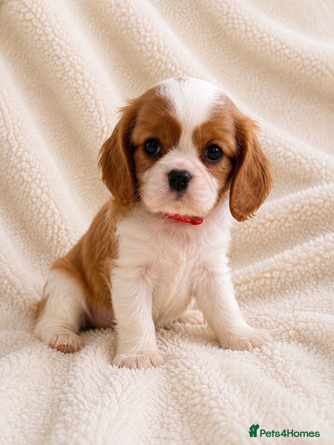Cavalier King Charles Spaniel dogs Cavalier King Charles pups - Advert 2