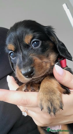 Dachshund dogs - Advert 16