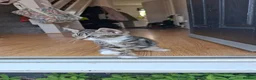 Mixed Breed cats for sale: Beautiful female kittens. Newquay, Cornwall in Newquay - Advert 9