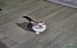 Mixed Breed cats for sale: Free 18 weeks 2 kittens free  - Image 2
