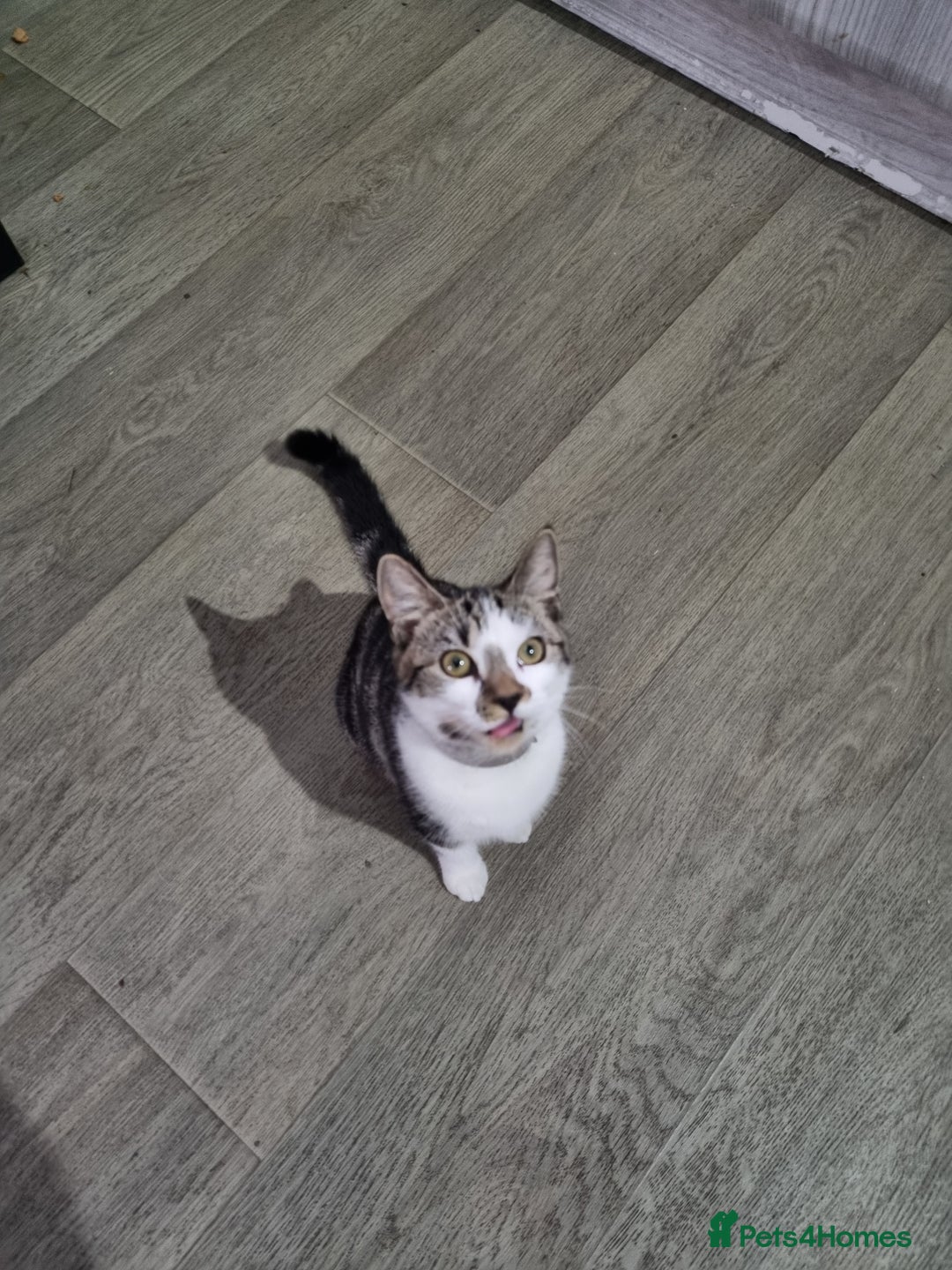 Mixed Breed cats for sale: Free 18 weeks 2 kittens free  - Image 2