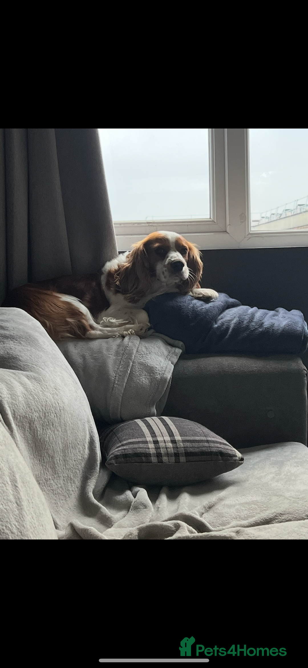 Cavalier King Charles Spaniel dogs for sale: Gorgeous bonded paid of cavalier King Charles - Image 4