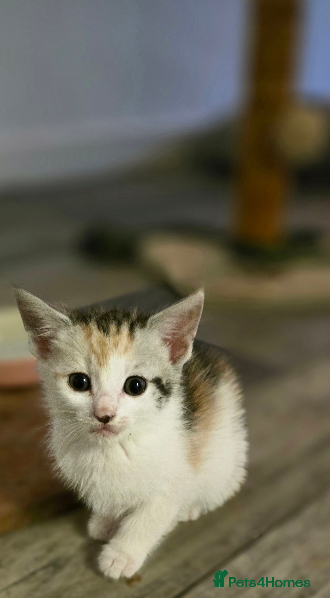 Maine Coon cats for sale:  maincoon x  - Image 2