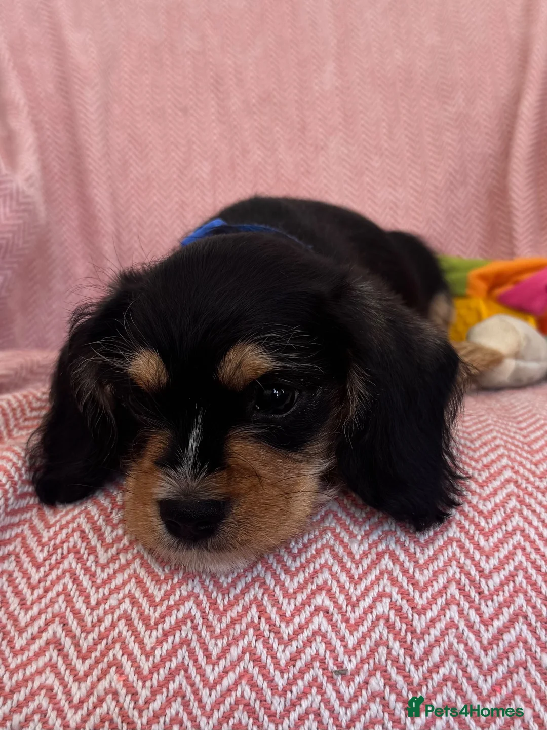 Cavalier King Charles Spaniel dogs for sale: Schnauzerlier,(cavalier x schnauzer)  - Advert 2