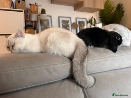 British Shorthair cats - Advert 2