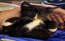 Domestic Shorthair cats for sale: Last male kitten - Image 5