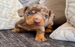 Miniature Dachshund dogs for sale: Miniature Dachshund Puppies LICENSED BREEDER - Image 14
