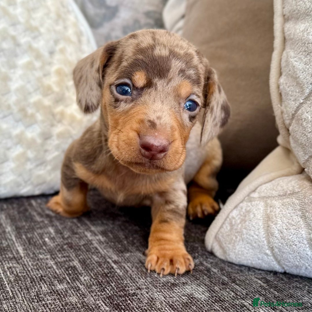 Miniature Dachshund dogs for sale: Miniature Dachshund Puppies LICENSED BREEDER - Image 14