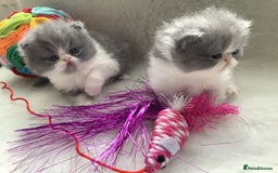 Persian cats for sale: Pedigree Persian Kittens - Image 4