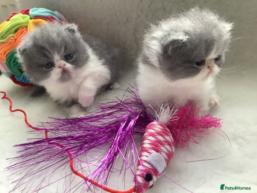 Persian cats for sale: Pedigree Persian Kittens - Image 4