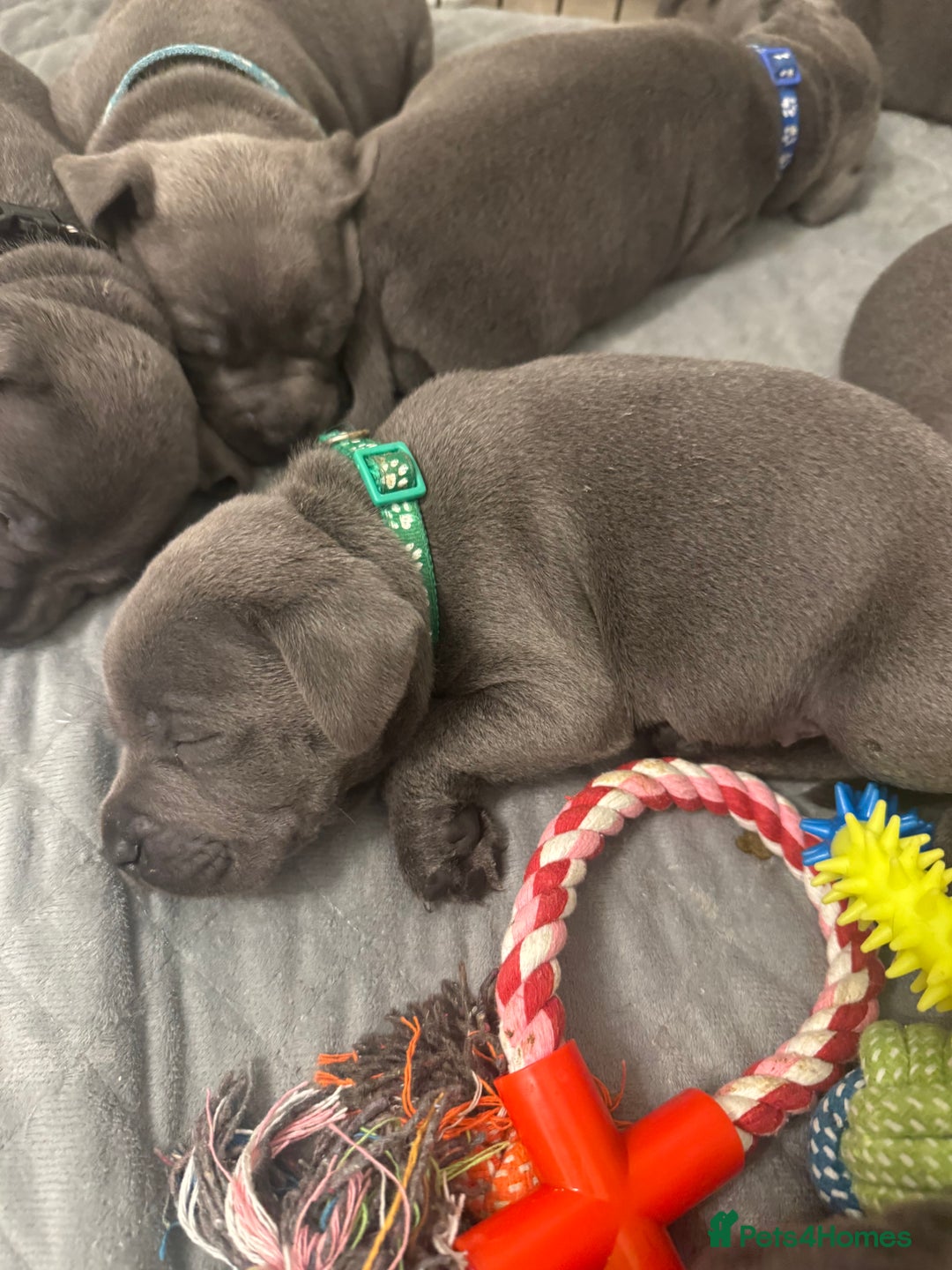 Staffordshire Bull Terrier dogs for sale: STUNNING KC REGISTERED BLUE STAFFY PUPS - Advert 11