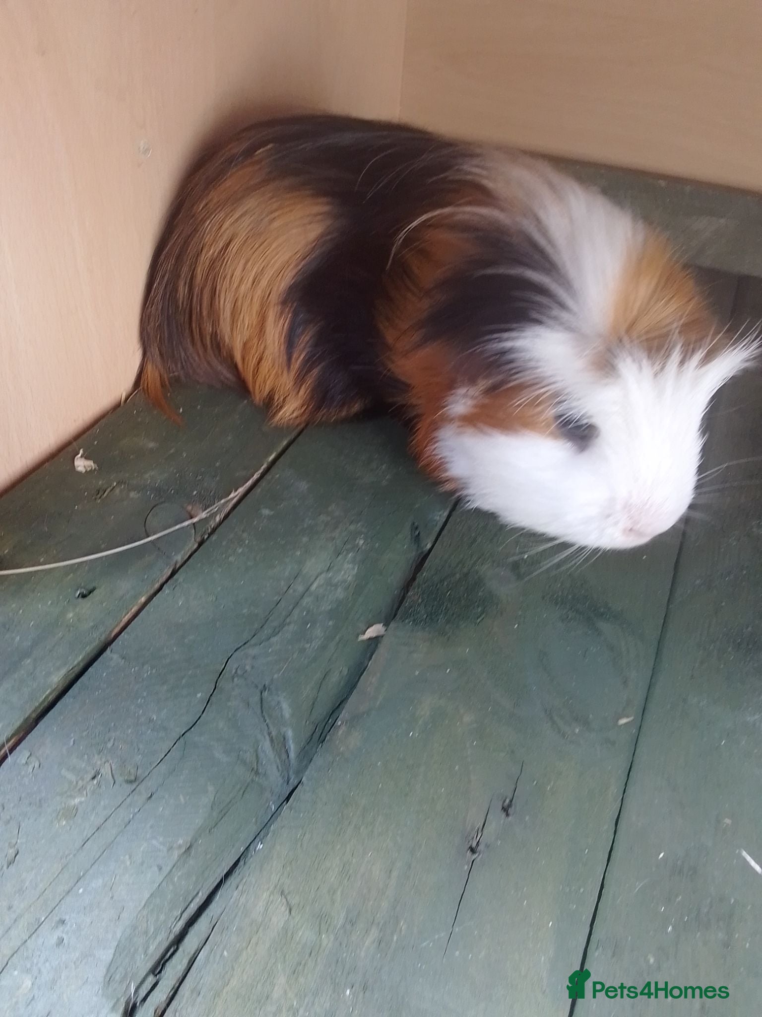 Guinea Pig rodents male guinea pigs - Advert 1