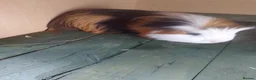 Guinea Pig rodents for sale: male guinea pigs - Advert 1