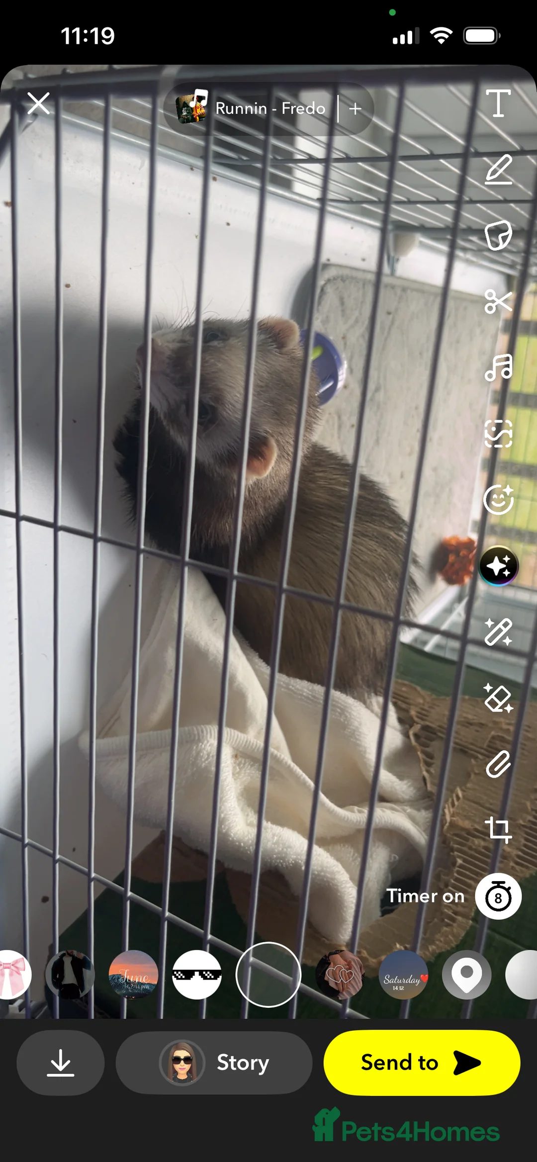 Ferret rodents for sale: Trixie - Advert 4