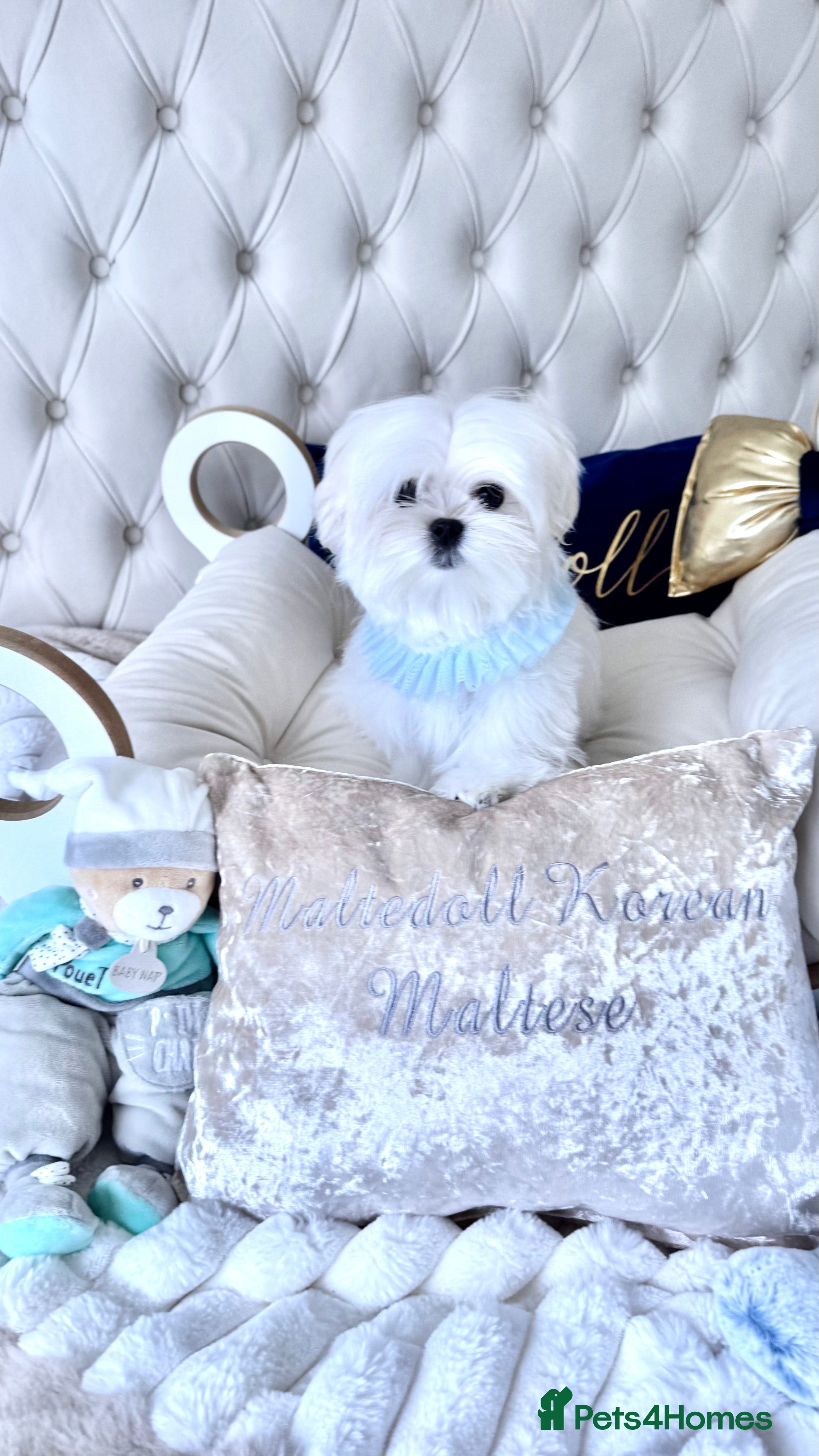 Maltese dogs Ready to Leave Now  Quality Tiny  Maltese  - Advert 9