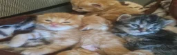 Birman cats for sale: Handsome Ginger Male Birman/Short Hair mix  - Advert 3