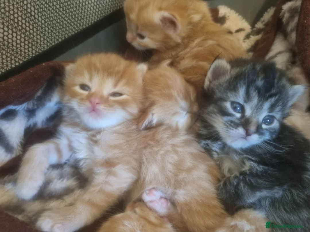 Birman cats for sale: Handsome Ginger Male Birman/Short Hair mix  - Advert 3