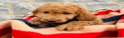 Cockapoo dogs for sale: 🧡💛 ADORABLE F1B COCKAPOO PUPPIES 💛🧡 - Advert 5