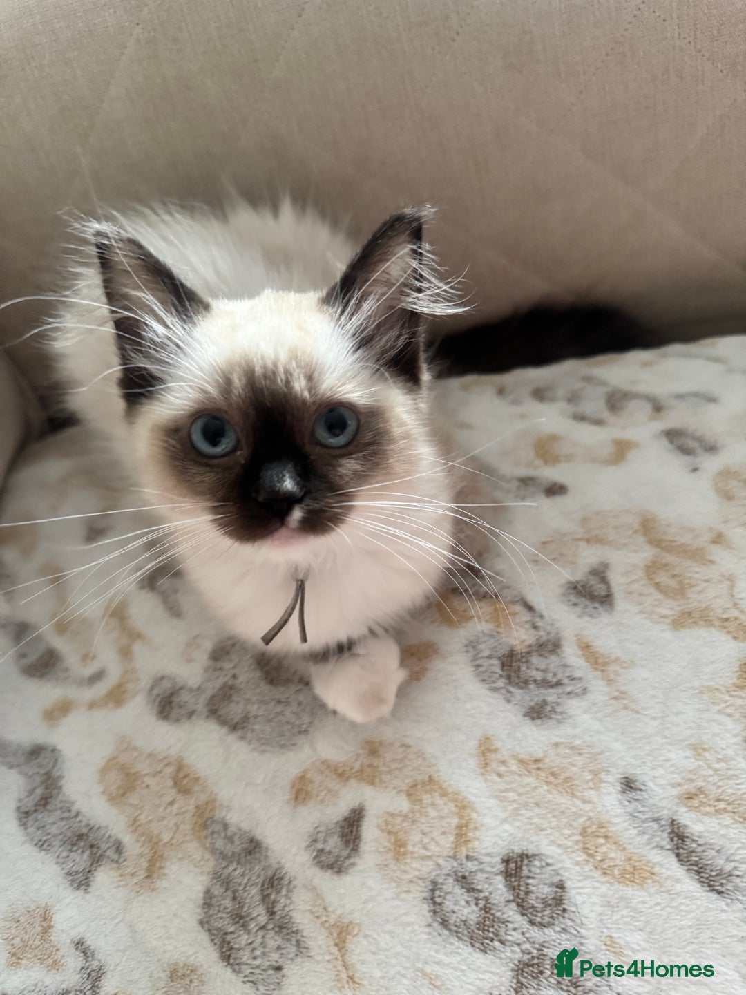 Ragdoll cats for sale: Beautiful Pedigree Ragdolls THREE LEFT  - Image 13