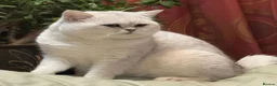 British Shorthair cats for sale: BRITISH SHORTHAIR KITTEN BLUE EYES  - Advert 3