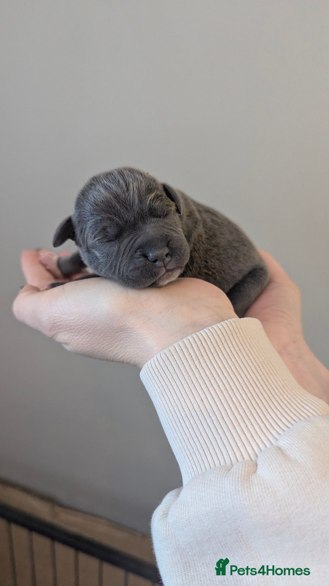 Staffordshire Bull Terrier dogs for sale: Beautiful KC reg Staffordshire bull terriers - Advert 19