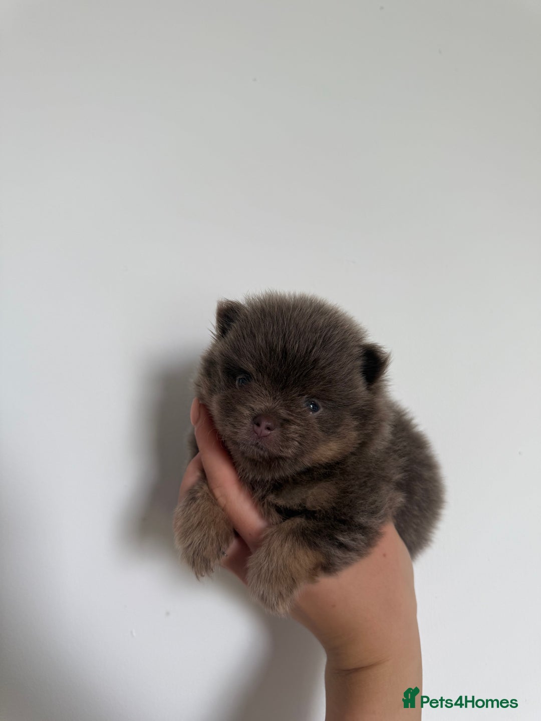 Pomeranian dogs for sale: ** KC pomeranian puppies - Image 11