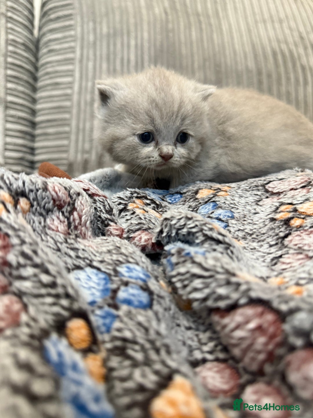 British Shorthair cats for sale: Beautiful British shorthair champion bloodlines - Image 22