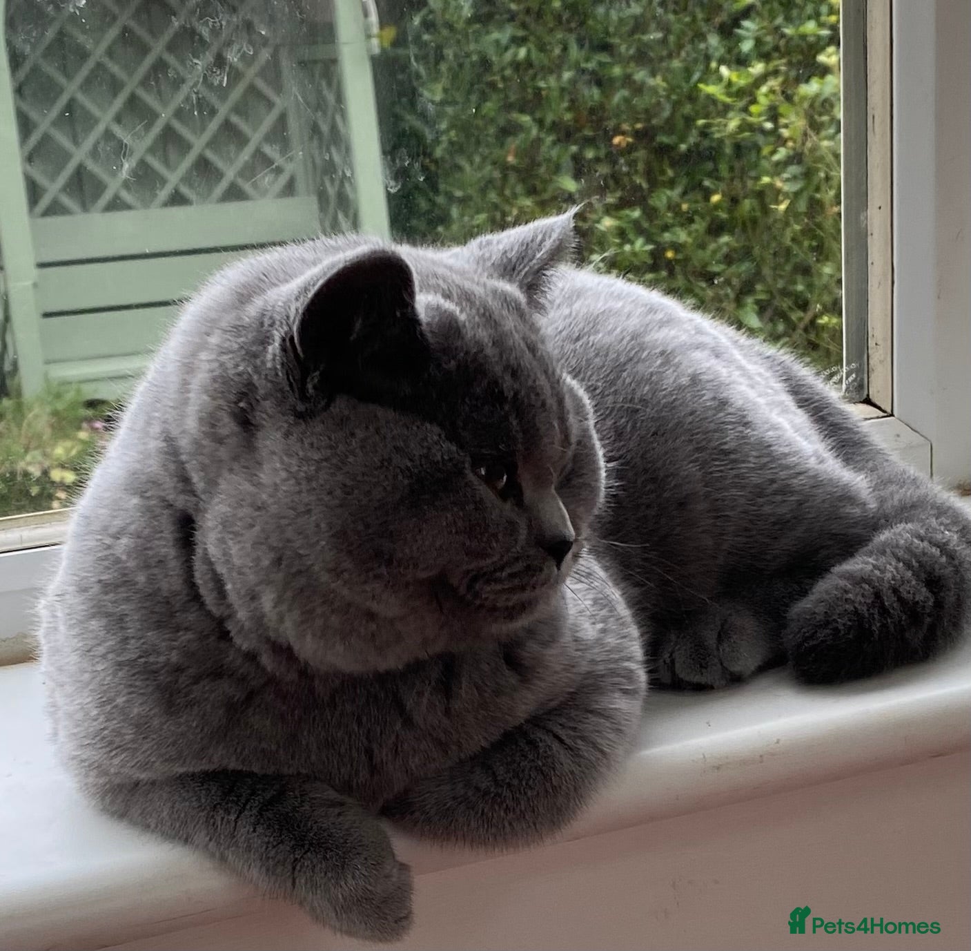 British Shorthair cats Champion British Blue boy  - Advert 1