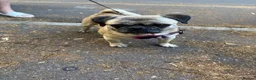 Pug dogs for sale: Beautiful pug - Advert 4