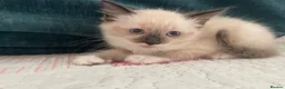 Siamese cats for sale: Siamese x Maine coon kittens - Advert 6