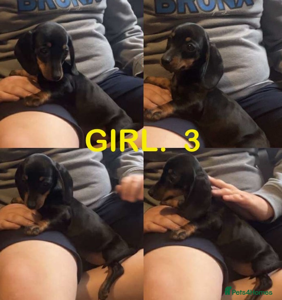 Dachshund dogs for sale: Dachshund puppies AVAILABLE NOW  - Image 2