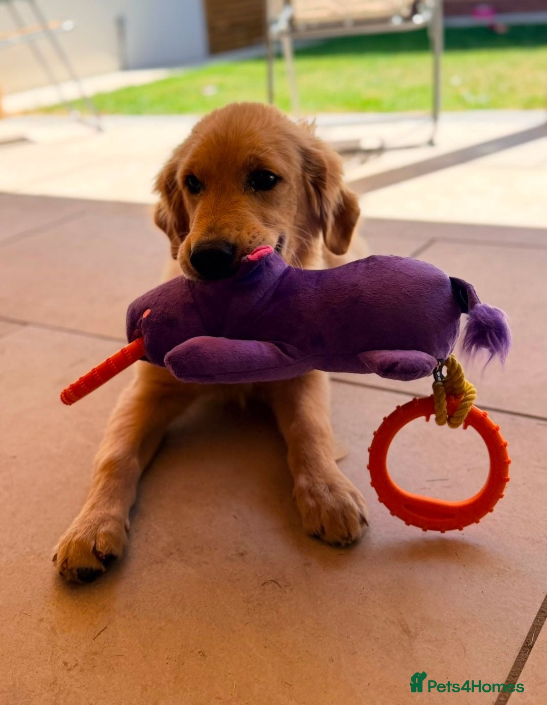 Golden Retriever dogs Fully Trained Female KC Golden Retriever  - Advert 2