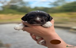 English Springer Spaniel dogs for sale: 🐾 Pedigree English Springer Spaniel Puppies 🐾 - Image 19