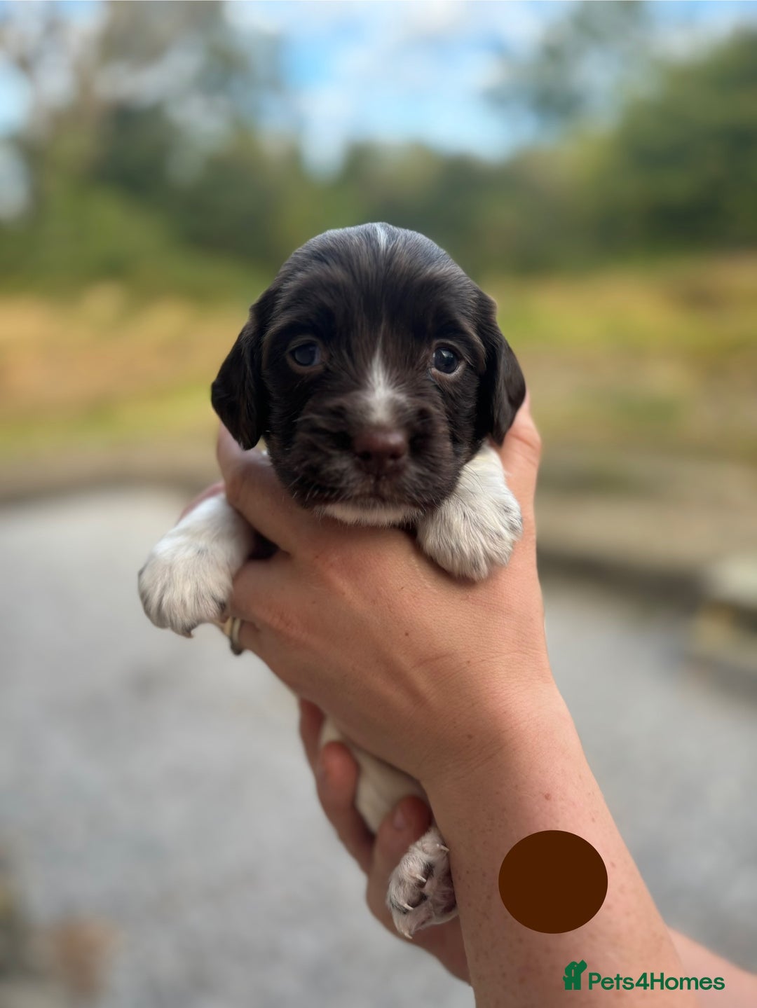English Springer Spaniel dogs for sale: 🐾 Pedigree English Springer Spaniel Puppies 🐾 - Image 19