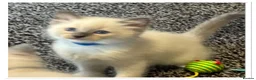 Ragdoll cats for sale: 6 cute pure breed Ragdoll kittens 2 boys 4 girls  - Advert 13