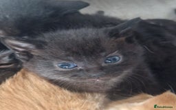 Mixed Breed cats for sale: Gorgeous Kittens. GINGER & All Black - Image 8