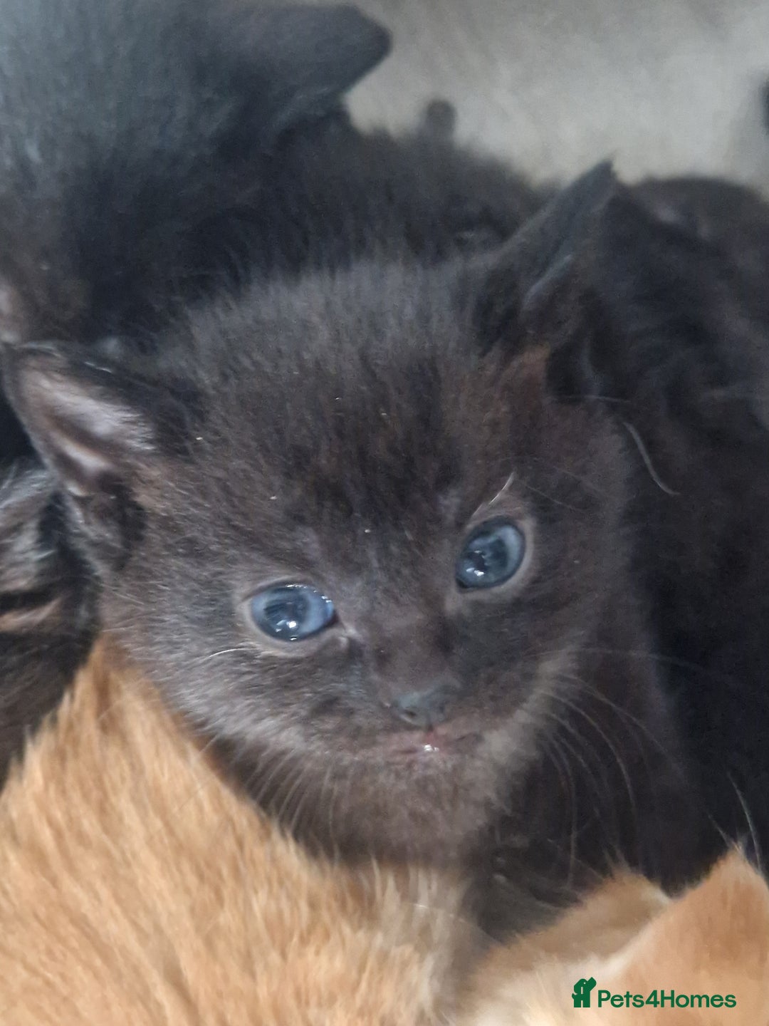 Mixed Breed cats for sale: Gorgeous Kittens. GINGER & All Black - Image 8